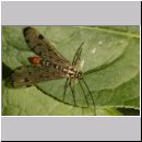 Panorpa cf hybrida - Skorpionsfliege m01.jpg